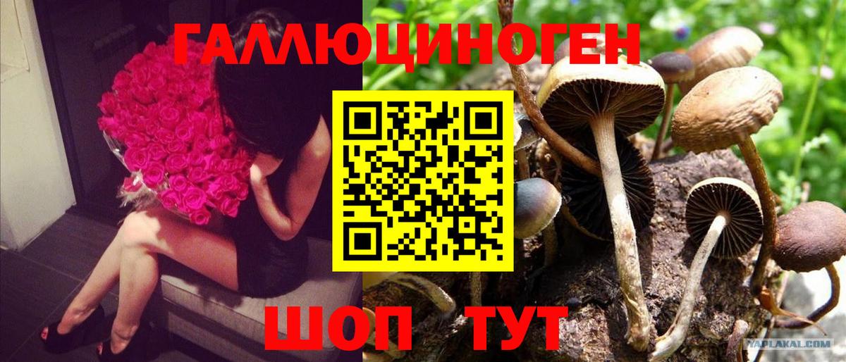 Галлюциногенные грибы Psilocybine cubensis Шарыпово